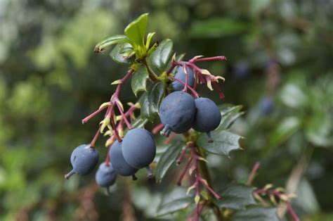 burberry fruit|can you eat barberry berries.